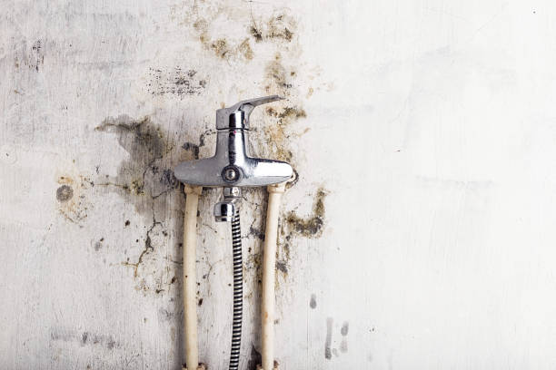 Best Mold Cleaning Services  in St Charles, MO