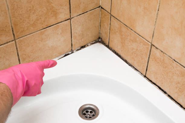 Best Residential Mold Removal  in St Charles, MO