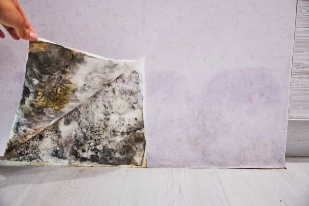 Best Mold Removal Company Near Me  in St Charles, MO